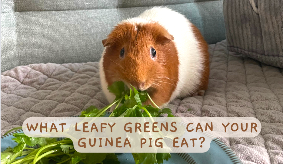 What leafy greens can your guinea pig eat?