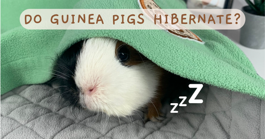 Do Guinea Pigs Hibernate? photo