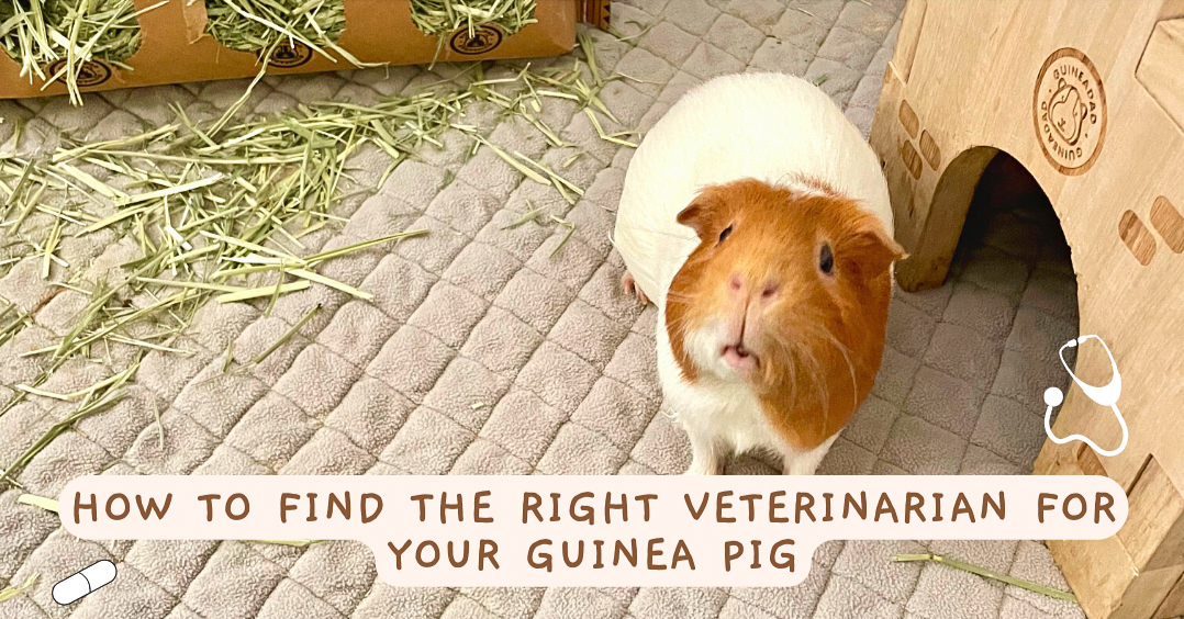 How to find the right veterinarian for your guinea pig