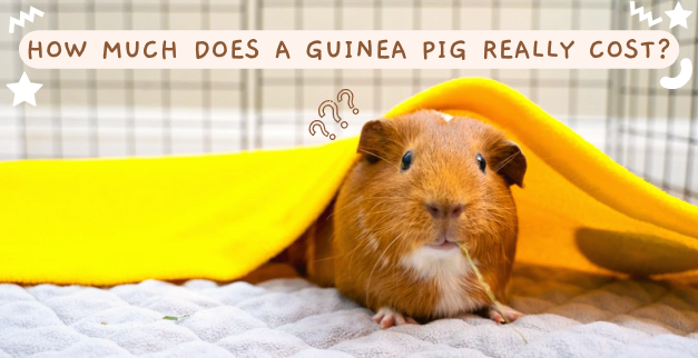How much does a guinea pig really cost?