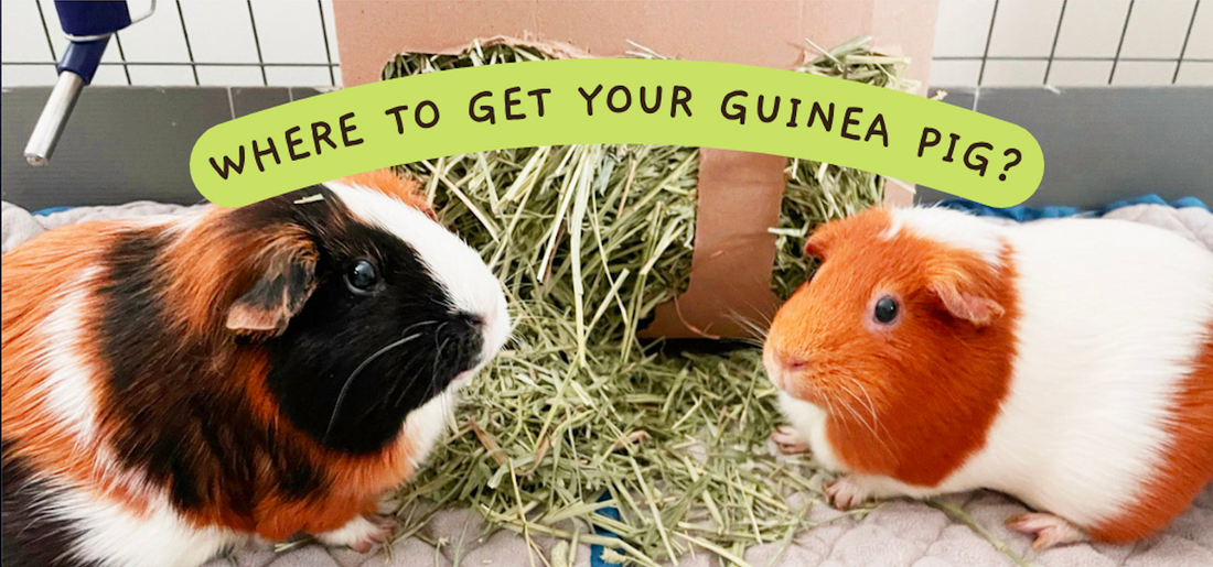 Where should you get your guinea pig?