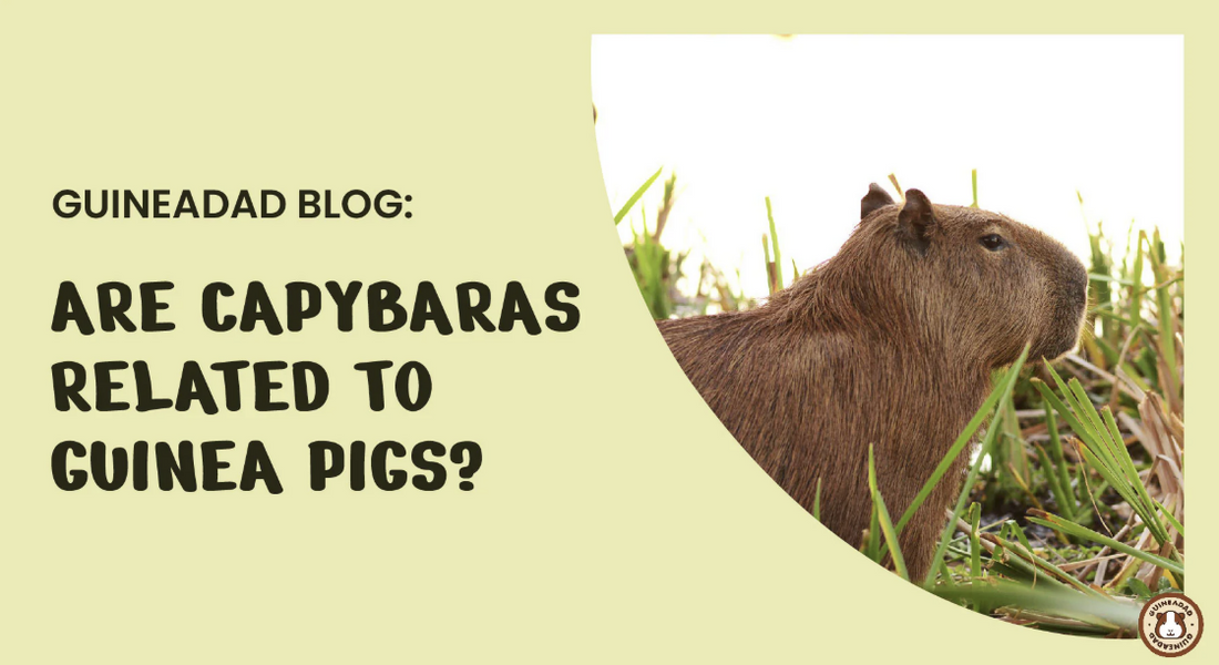 Are capybaras related to guinea pigs?