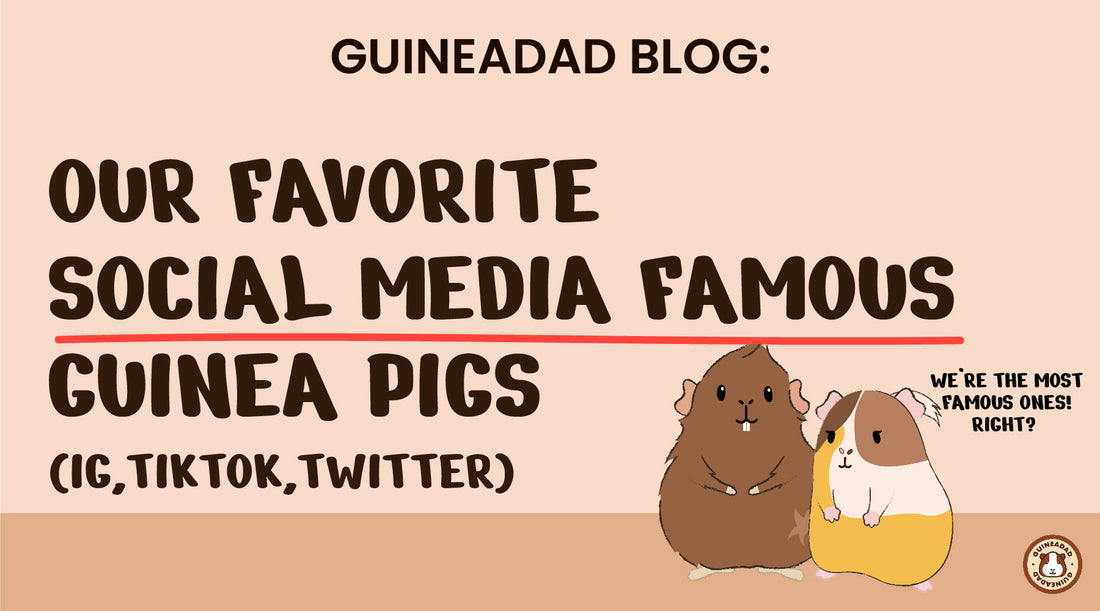 Social media famous guinea pigs