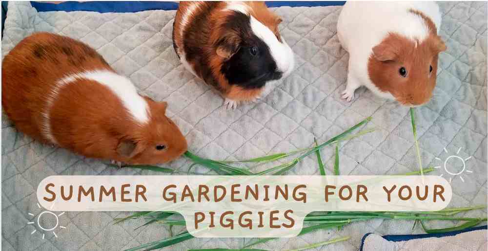 Summer gardening for your guinea pigs!