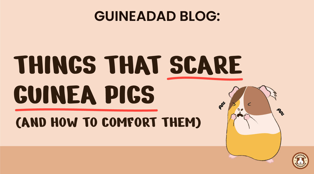 things that scare guinea pigs