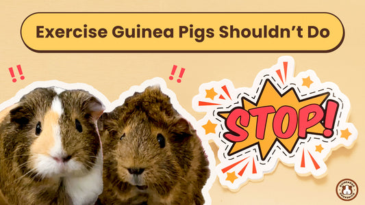 Exercise Guinea Pigs Shouldn't Do