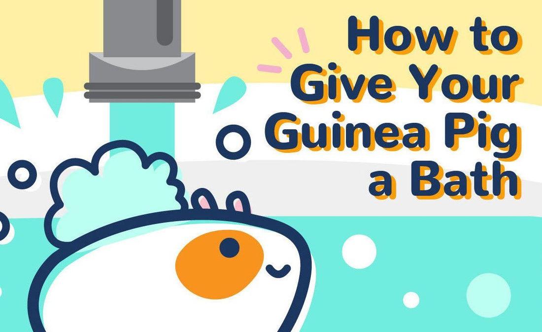 Read this blog to learn how to successfully bathe your guinea pig. A simple tip before starting is just to keep them calm and make sure the water level is not too high