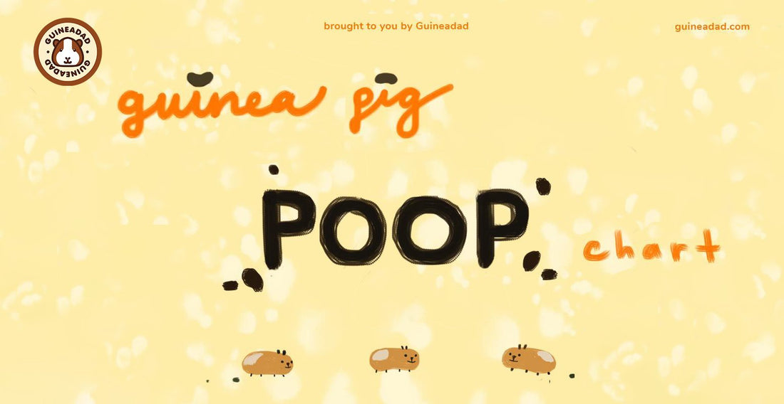 Guinea pig poop chart to determine health condition