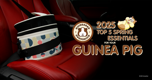 GuineaDad's 2025 Top 5 Spring Essentials for Your Guinea Pig