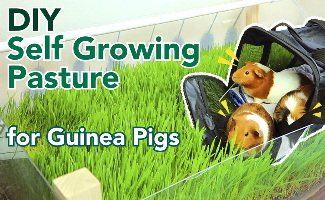 We grew a DIY grow grass for guinea pigs. Watch guinea pigs eat fresh grass