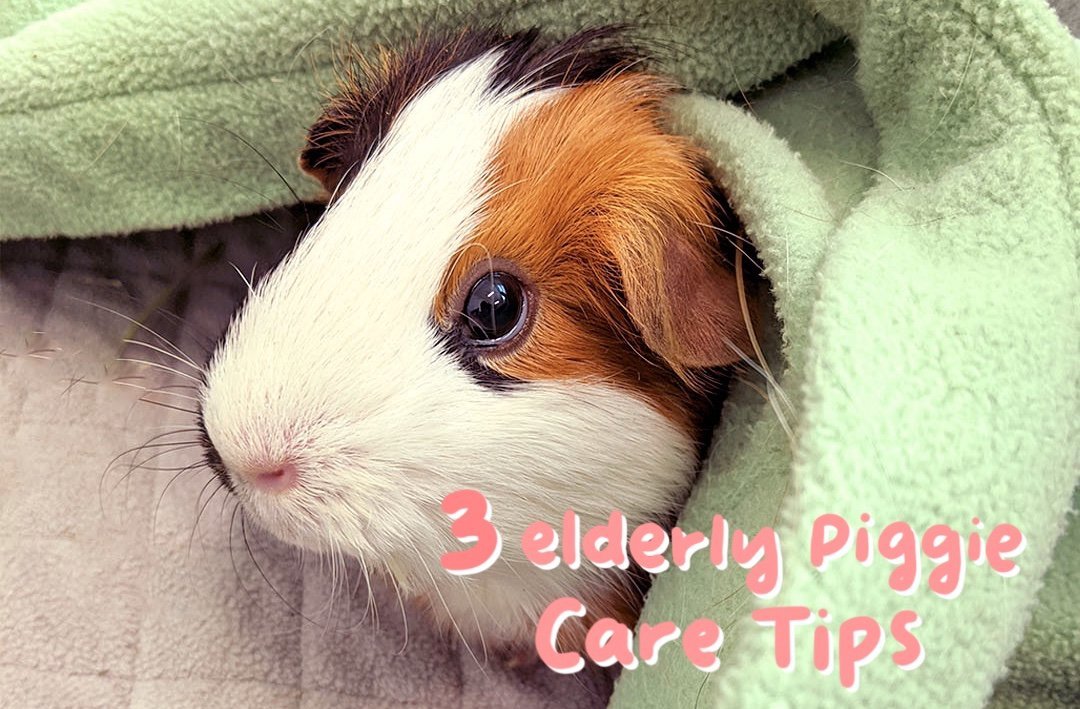 read this blog to learn how to start taking care of guinea pigs that are aging or is a senior guinea pig