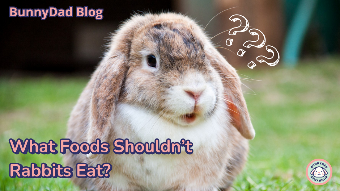 What foods shouldn't rabbits eat? - If you're wondering "what can rabbits not eat?", these are some of the most common foods for bunnies to avoid