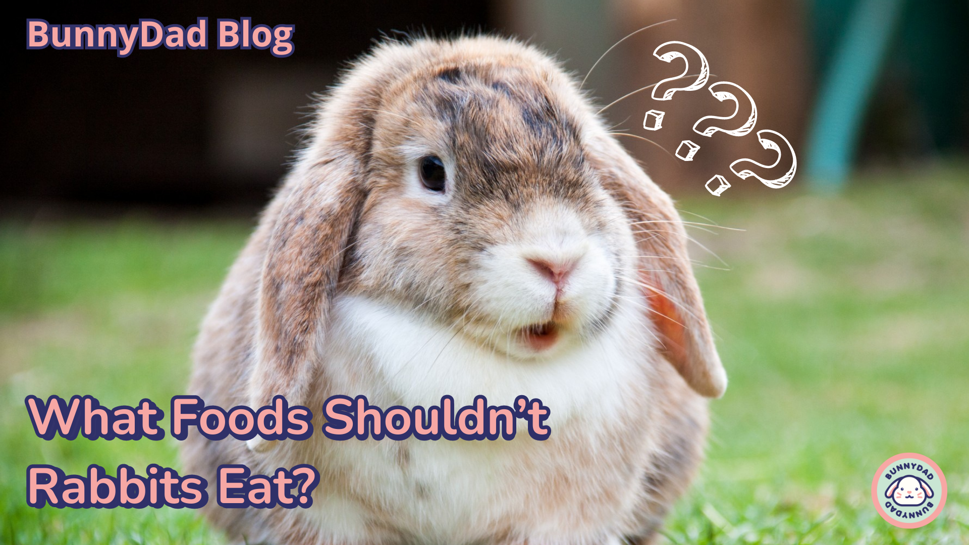 Toxic food 2024 for rabbits