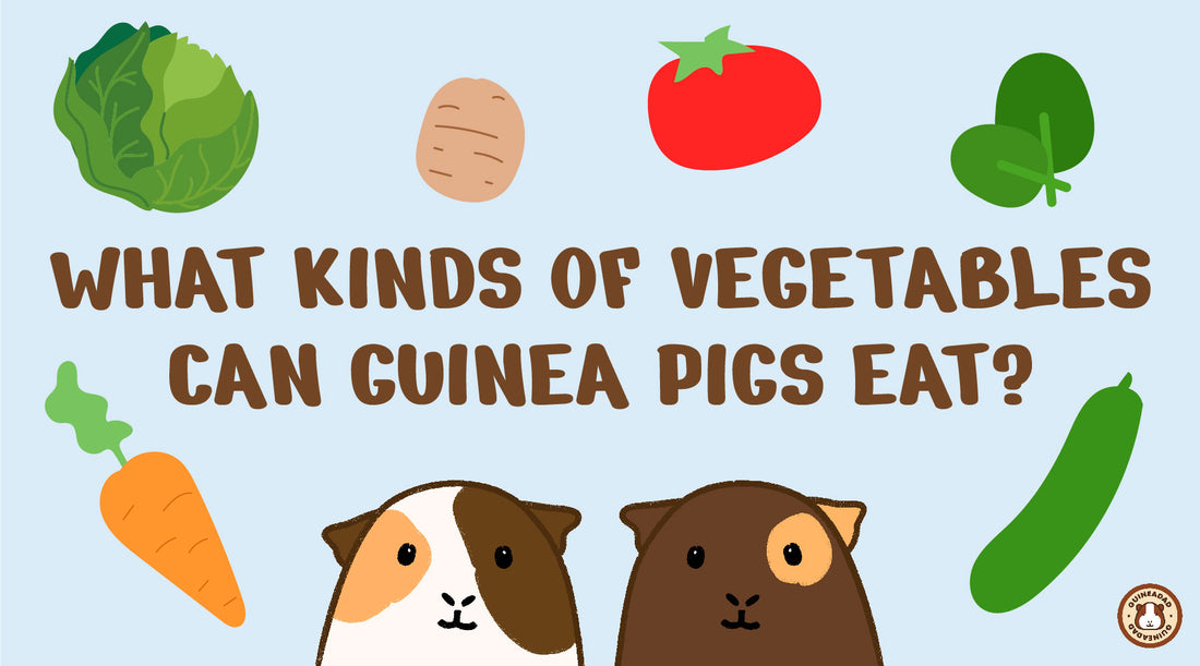 What kinds of vegetables can guinea pigs eat? post