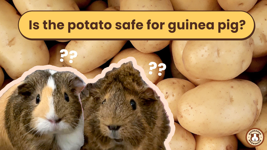Is the potato safe for guinea pig?