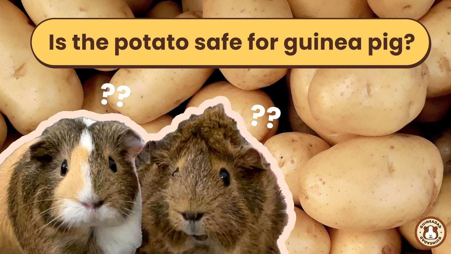 Beware! The Most Dangerous Vegetables for Guinea Pigs GuineaDad