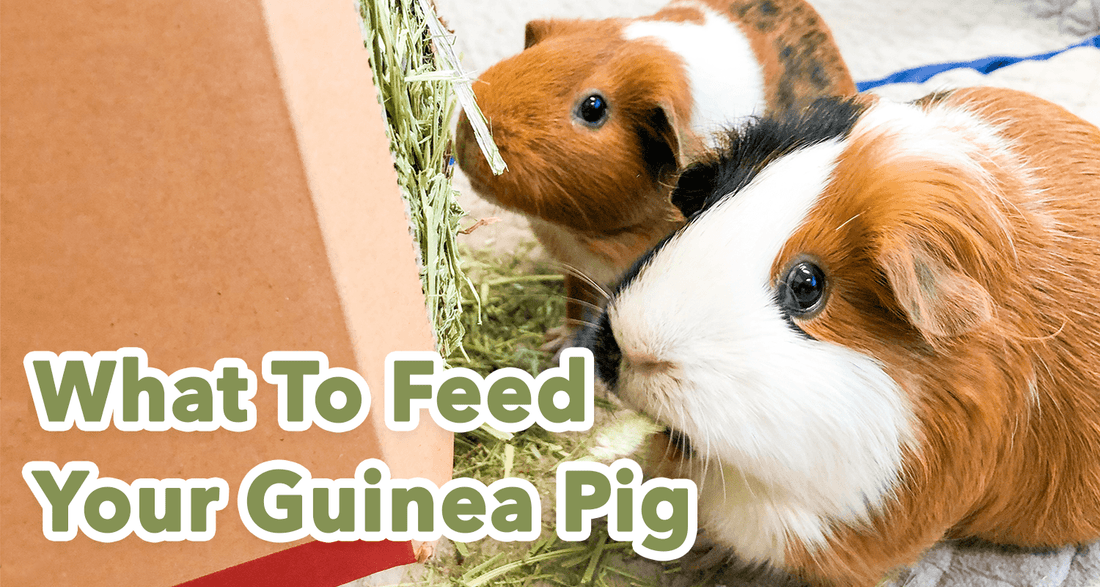 What Types of Vegetables Can Guinea Pigs Eat?
