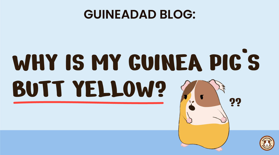 why is my guinea pig's butt yellow?