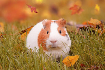 How to Properly Care for a Guinea Pig in the Fall - Guinea Pig Advice ...