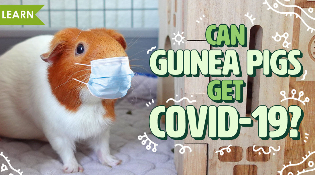 Can Guinea Pigs Get COVID-19?