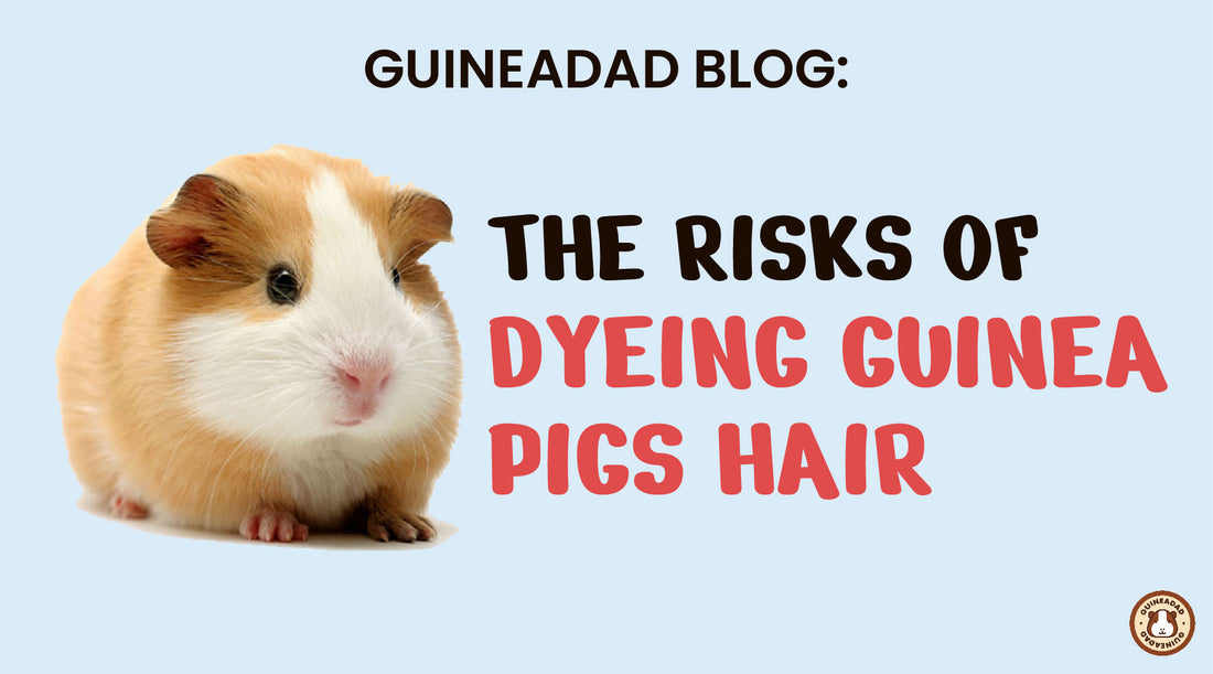 Can you dye guinea pig hair?