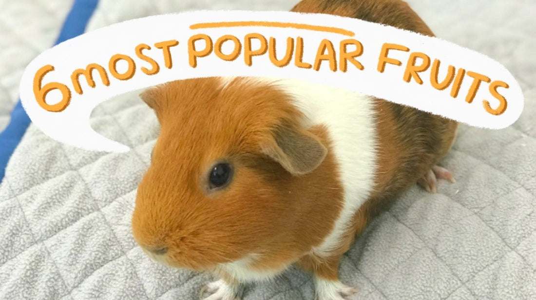 Here we list fruits guinea pigs can eat safely