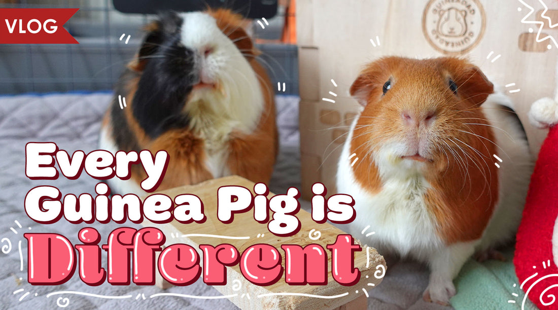 Every Guinea Pig is Different!