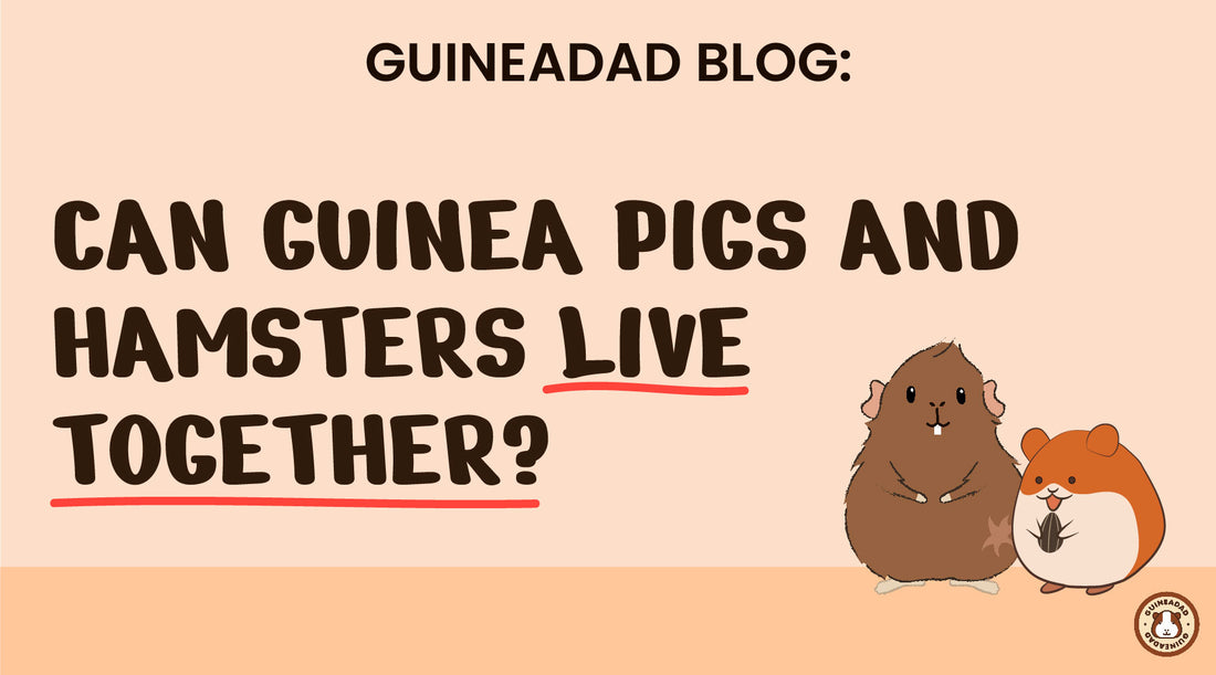 can guinea pigs and hamsters live together?