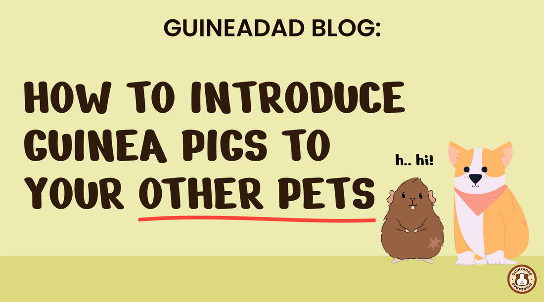 How to introduce guinea pigs to other pets