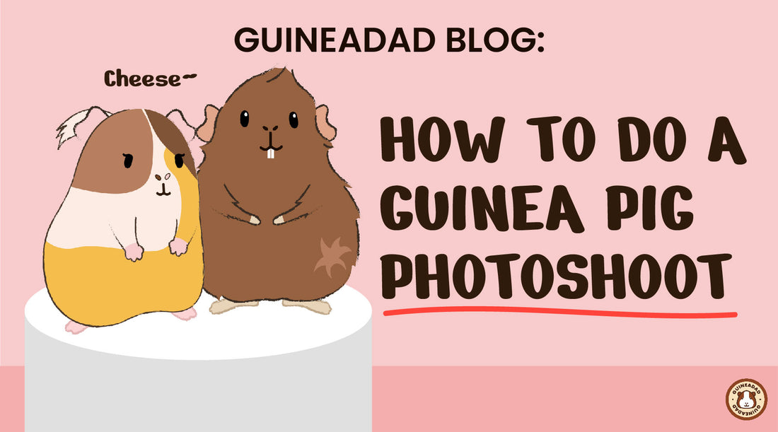 How to do a guinea pig photoshoot and guinea pig photoshoot ideas