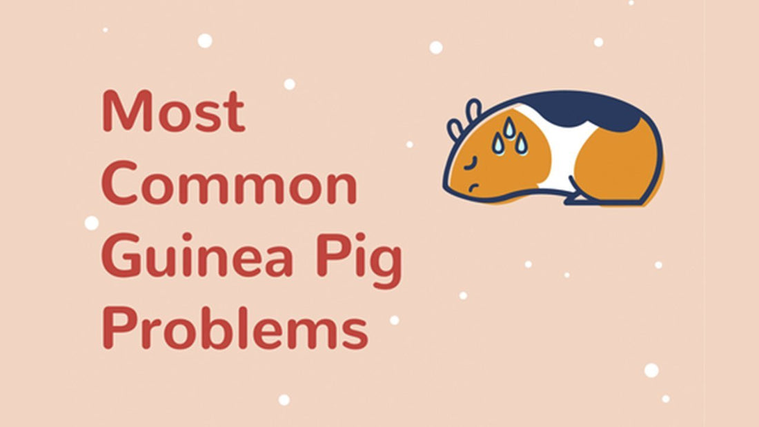 Common guinea pig problems and the things you should keep an eye out for