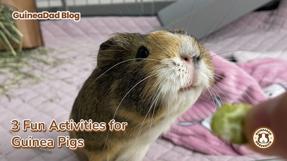 4 Fun Activities for Your Guinea Pigs. In this blog we talk about safe ways to handle guinea pigs while you play with them.