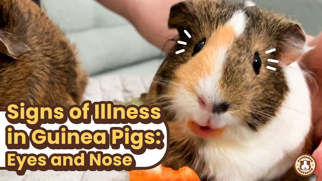 Sign of illness in Guinea Pigs: Eyes and nose