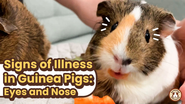 Don't Ignore These Eye and Nose Symptoms in Your Guinea Pig! – GuineaDad