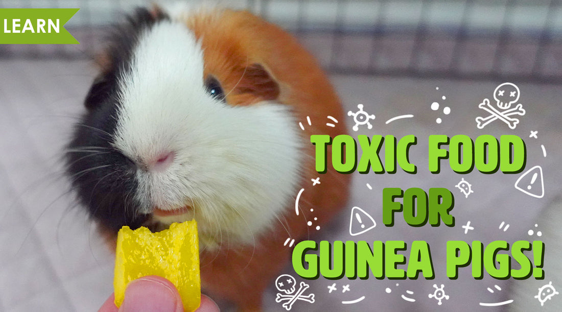 Toxic food for guinea pigs