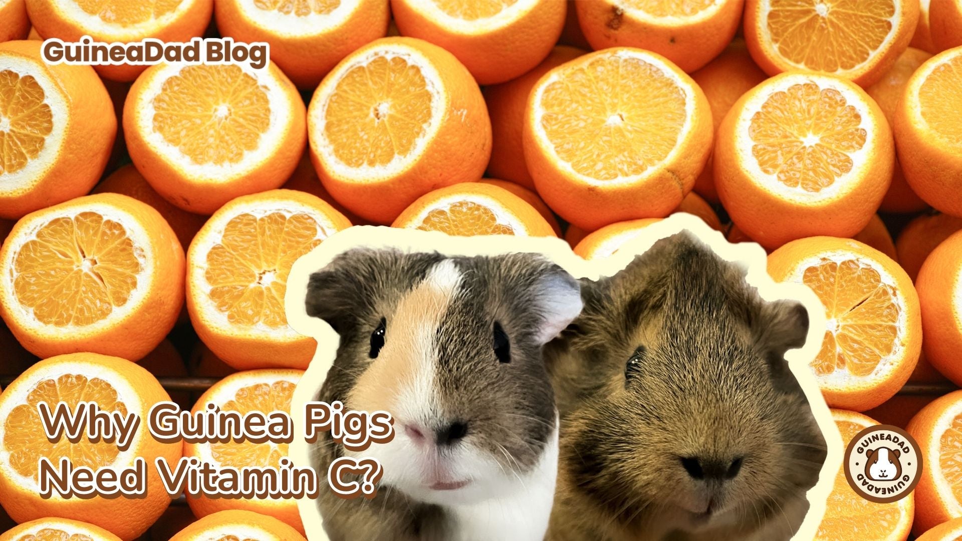 Why is vitamin C so important for guinea pigs? – GuineaDad