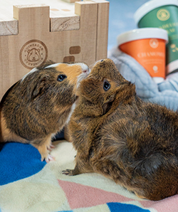 Two guinea pigs with various GuineaDad products including liners castle and treats