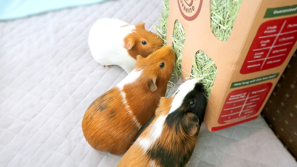 Guinea Pig Hay And Joint Supplement photo