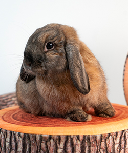 Bunny on Tree Stump Cushion modeling for BunnyDad, most trusted bunny supplies brand based in the US