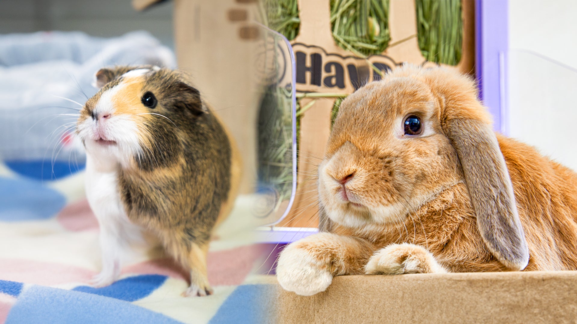 Complete Collection for Guinea Pig & Bunny Care | GuineaDad & BunnyDad