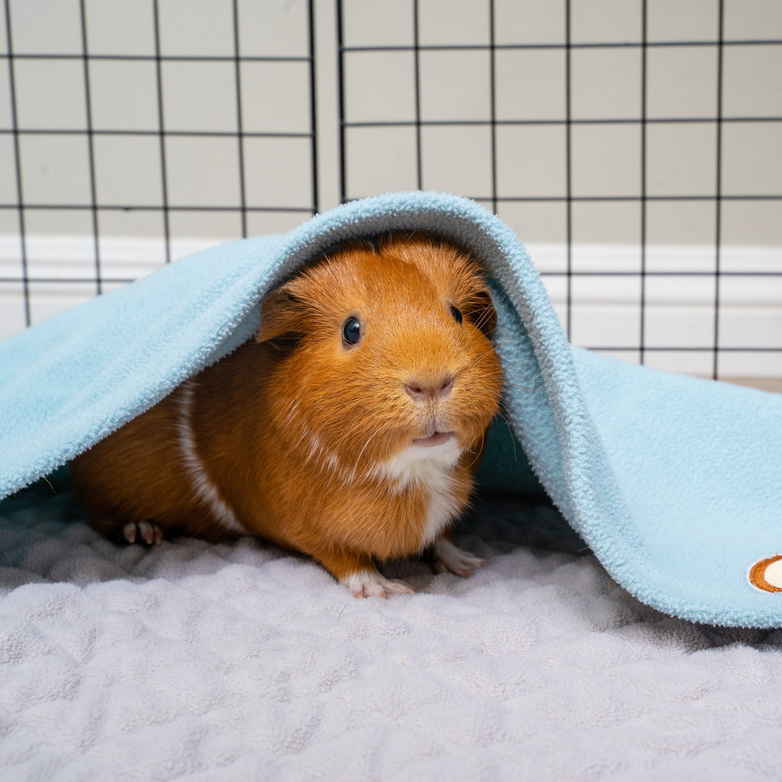 Guinea Pig Water Intake: The Ultimate Guide - o770vz5