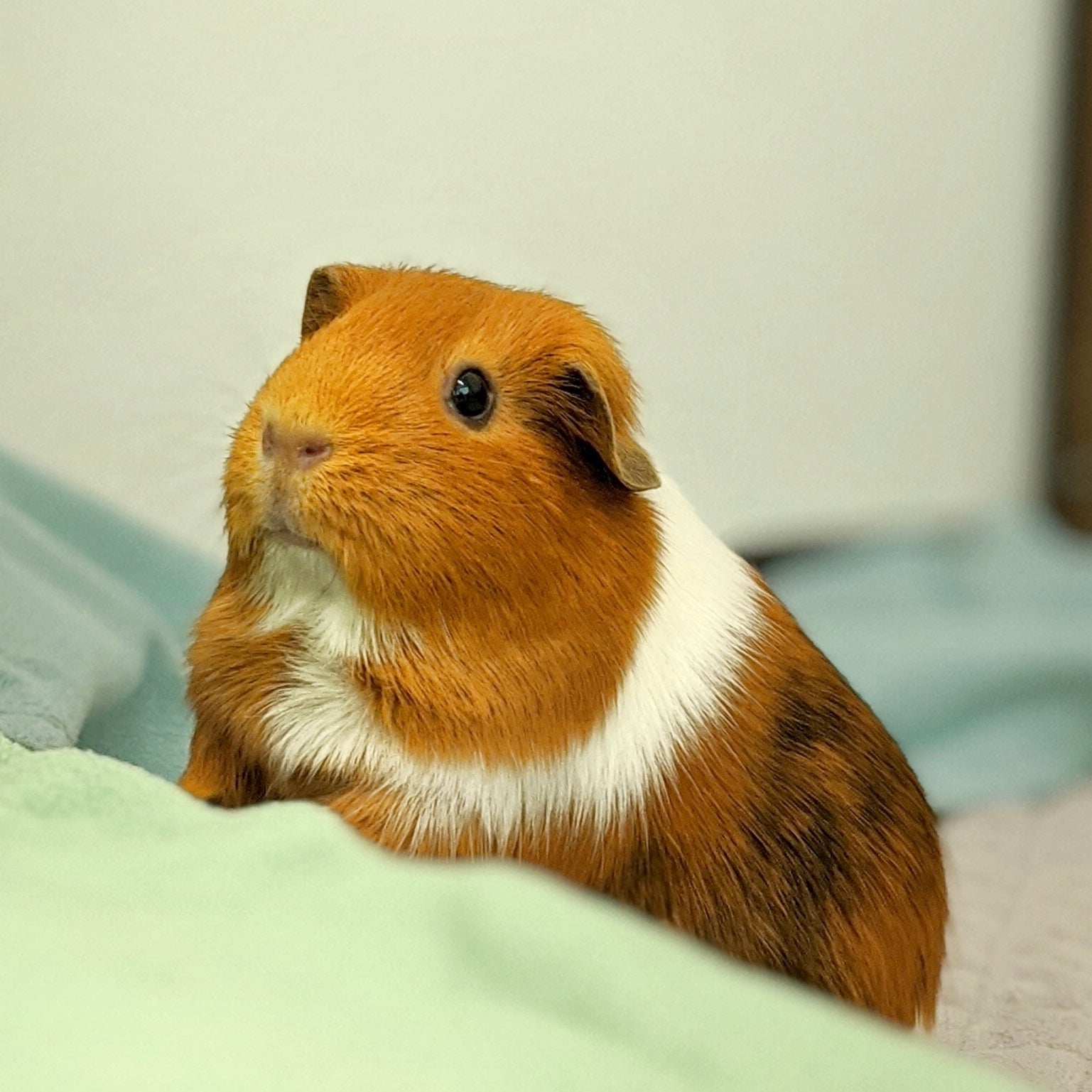 Guinea Pig Bedding Alternatives & Healthy Food for Guinea Pigs GuineaDad