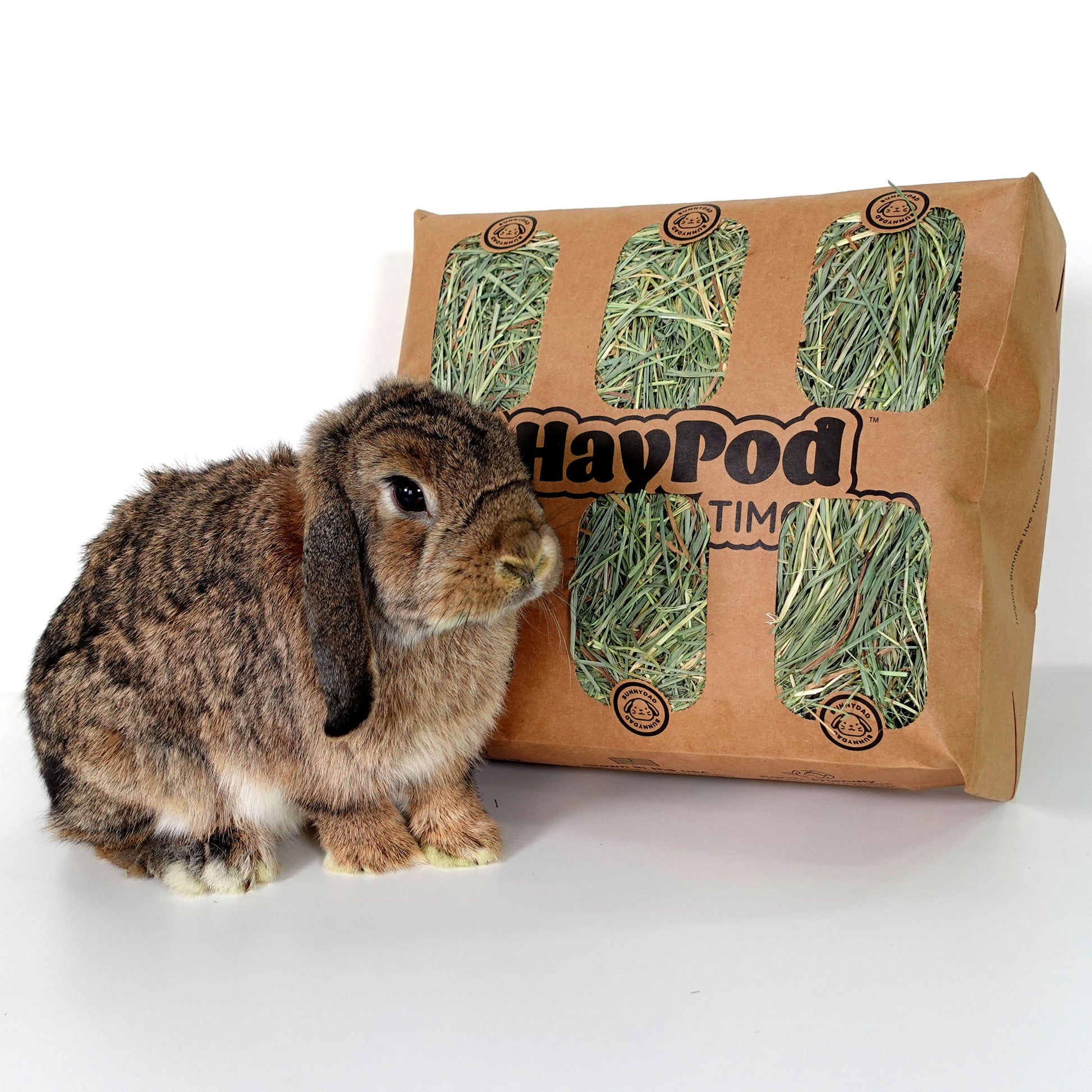 On a white background, there is an opened Timothy HayPod with an adorable dark chestnut brown rabbit in front of it. The HayPod is fully opened, revealing fresh green hay inside. The image captures the charm of the opened HayPod and the presence of a cute rabbit.