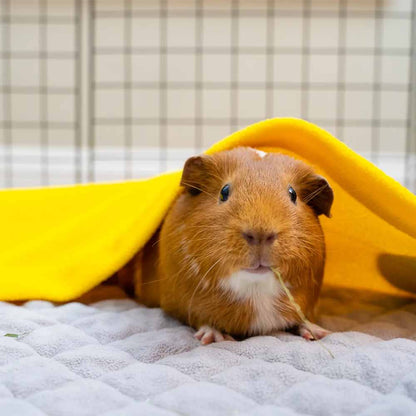 Guinea pigs enjoy the cozy embrace of a GuineaDad liner bundle, enhancing their living space with comfort and style.
