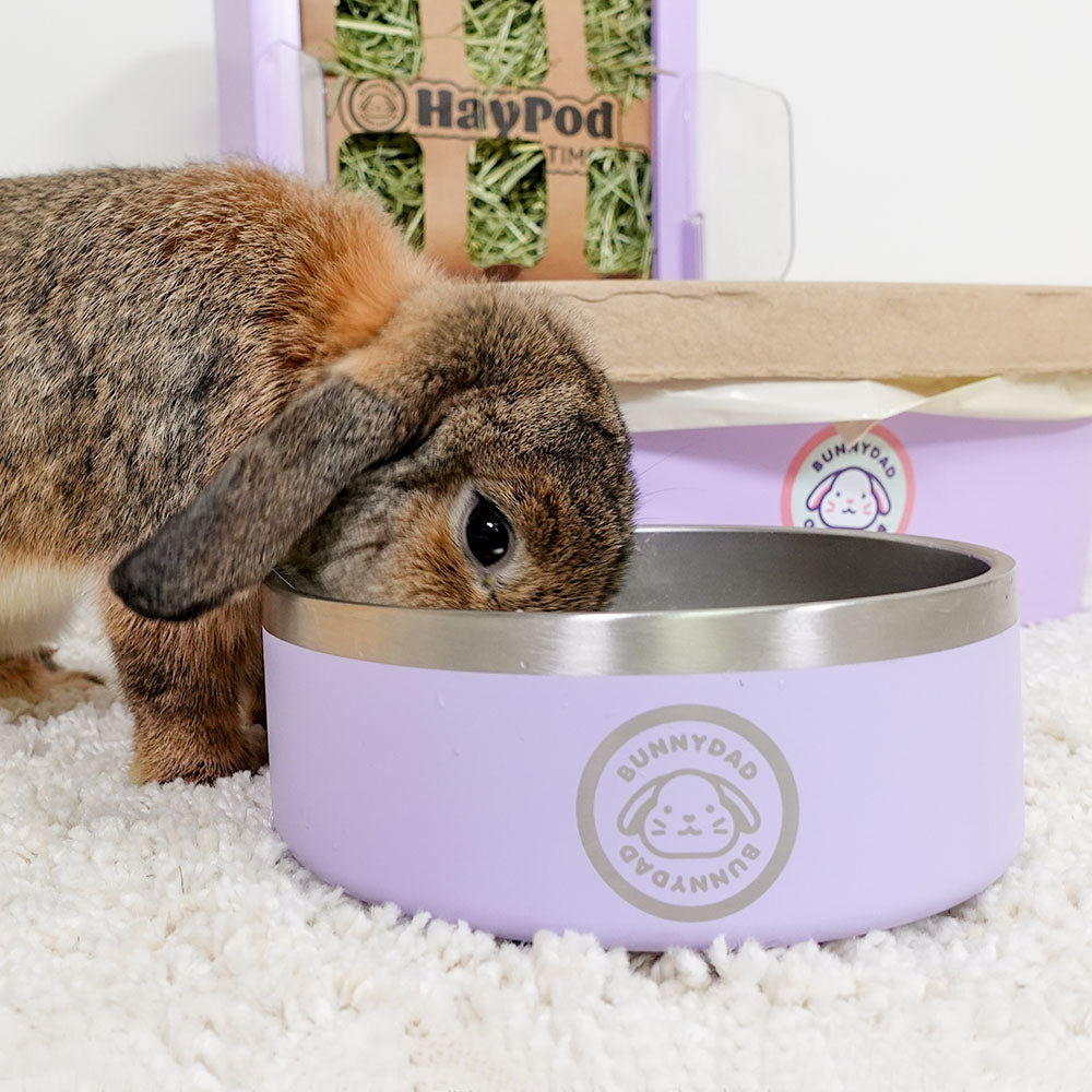 Bunny food bowls best sale