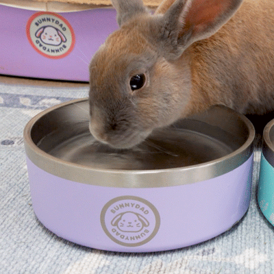 Bunny Water Bowl