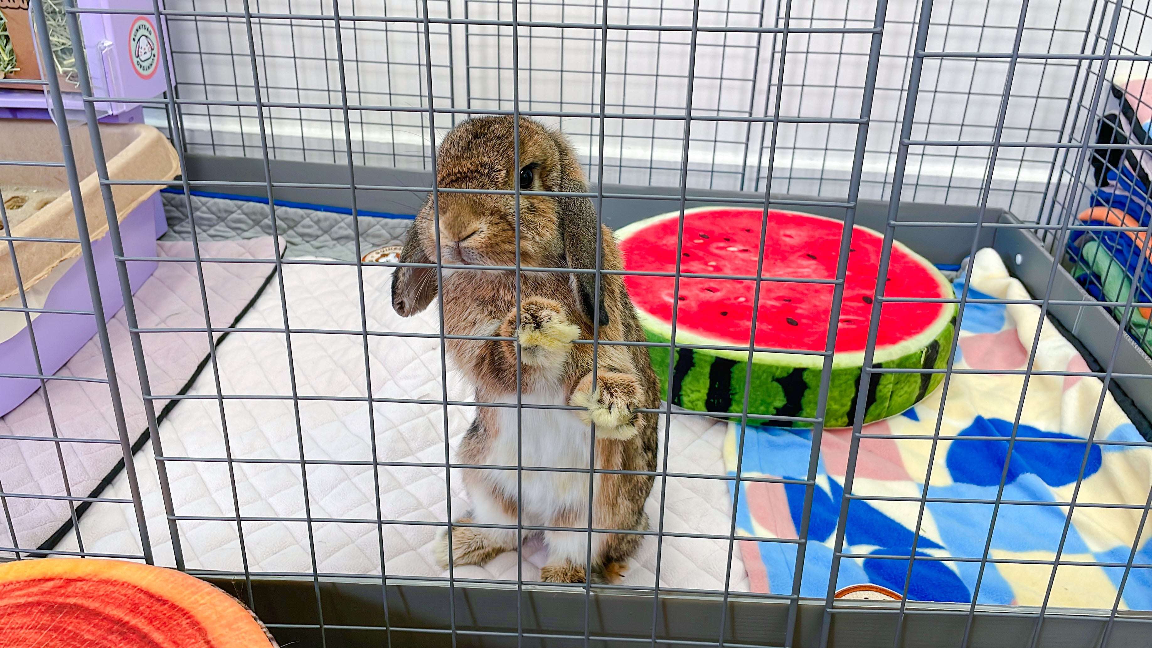 Bunny Condo C C Cage GuineaDad