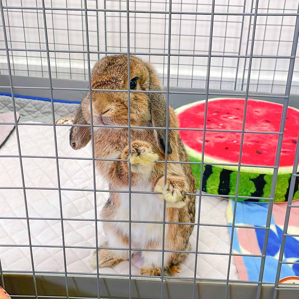 Bunny Condo C C Cage GuineaDad