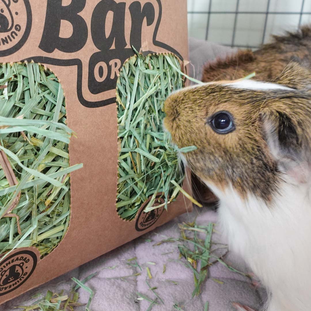 A Guinea Pig Eating the Best Hay, GuineaDad Orchard Hay Bar