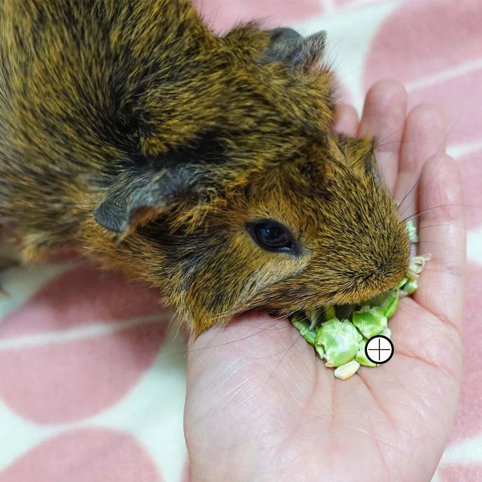 Guinea pig clearance pea flakes recipe